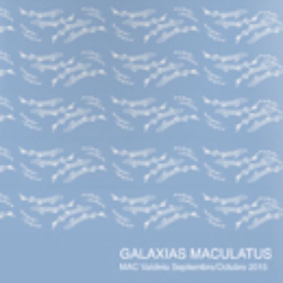 Galaxias Maculatus
